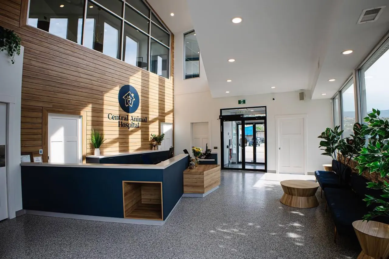 Veterinary hospital reception with curved navy casework and a wood slat feature wall